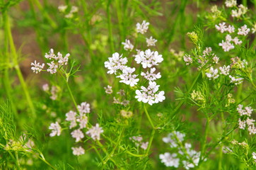 Flowering coriander seed, or cilantro (lat. Coriandrum sativum)