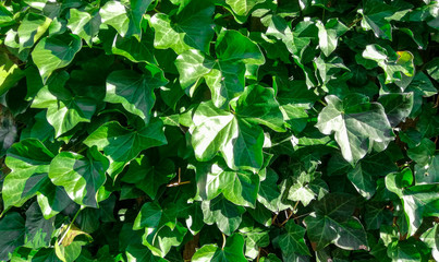 fresh spring green leaves background