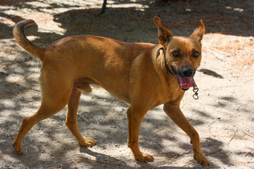 Cirneco dell'Etna, slender dog with brown cape looks with his mouth open.