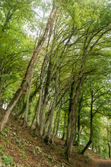 Nature background. Green trees growing on a mountainside 