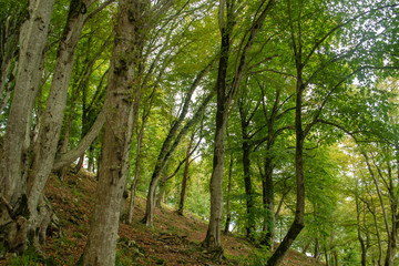 Nature background. Green trees growing on a mountainside 