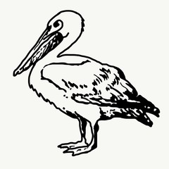 Pelican silhouette illustration isolated on white background