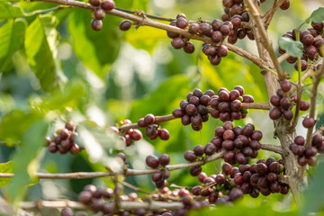 Close up view group of ripe coffee berries getting red on coffee tree branches at plantation