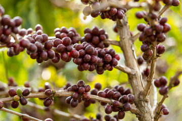 Close up view group of ripe coffee berries getting red on coffee tree branches at plantation