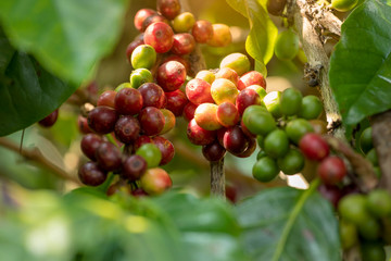Close up view group of ripe coffee berries getting red on coffee tree branches at plantation