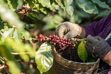 Local mountaineer harvesting fresh red arabica coffee berries from coffee tree branch at plantation