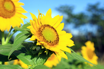 Close up photo of sunflower, bright yellow and stunning