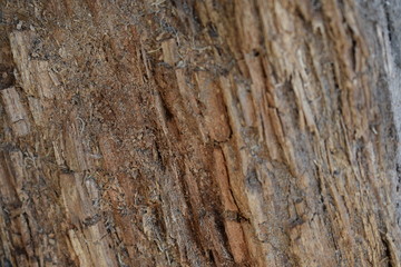 bark of a tree