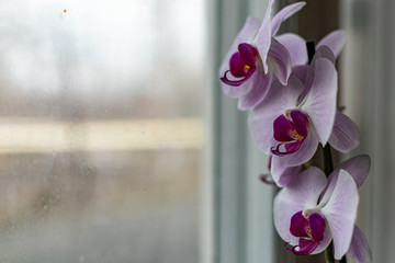 Blooming orchids, lilac, white and purple in a pot on the windowsill, behind a cloudy glass. A long...