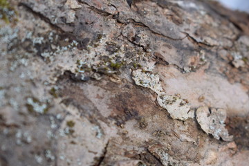 bark of a tree