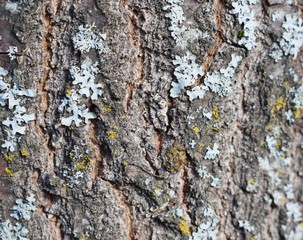 bark of a tree