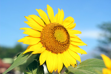 Obraz premium The sunflower bloom well at summer and bright day