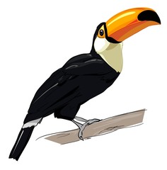 Toucan isolated on a white background. Exotic tropical bird vector.