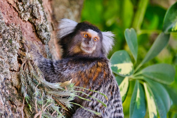 Common white-tufted-ear Marmosets (small monkeys) on tree brach in the rainforest, in São Paulo 