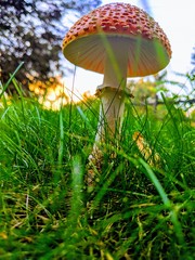A walk in nature presents organic growth.