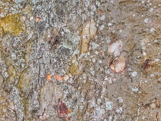 Rough texture of a big tree trunk. Tree  trunk background  texture