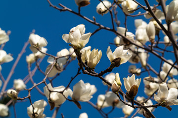 white magnolia flower with a blue sky background