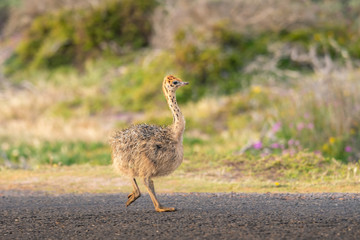Ostrich baby walk for living on field at seaside : Cape of good hope , South africa