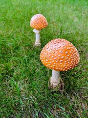 A walk in nature presents organic growth.