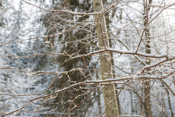 City Ligatne, Latvia. Snowy tree and branches. Nature photos in winter.