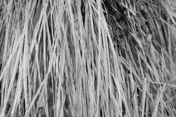 abstract, background of reeds, dry grass