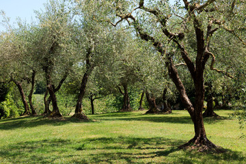 Soriano nel Cimino (VT), Italy - May 15, 2016: Olive tree, Soriano nel Cimino, Lazio, Italy.