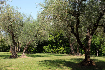 Soriano nel Cimino (VT), Italy - May 15, 2016: Olive tree, Soriano nel Cimino, Lazio, Italy .