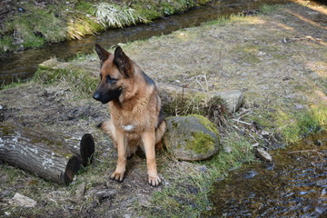 dog in water