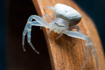 White spider, Goldenrod crab spider.