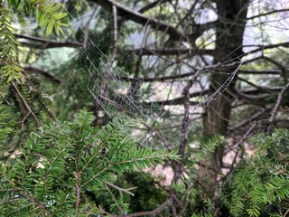 A walk in nature presents organic growth.