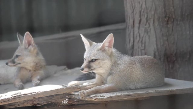 Two Indian foxes sitting in cage and scared from something in cage I Curious and scared Indian foxes in cage in zoo park