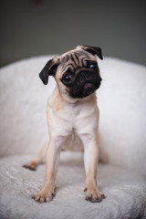 Beige pug posing in a white chair