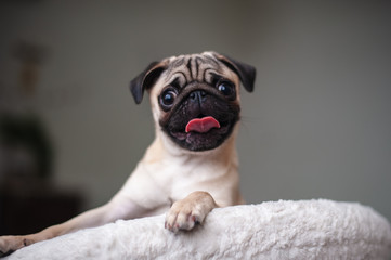 Beige pug posing in a white chair
