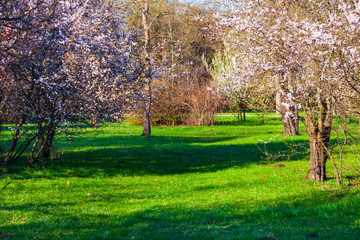 Lawn and blooming cherries in the park.