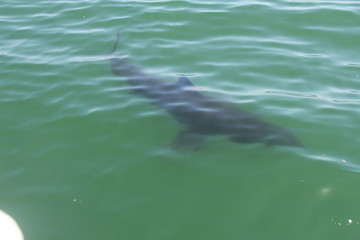Obraz premium Shark Under Water - Close View