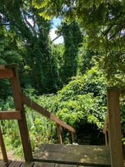 A walk in nature presents organic growth.