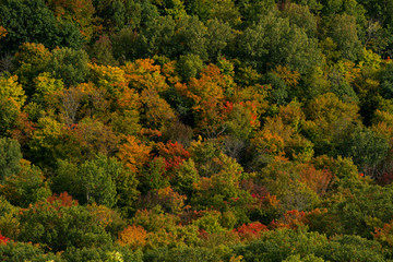 Fall colour seen from above, with telephoto lens, on King Mountain trail in Gatineau Park, near Ottawa, Canada. A forest of trees turning red and orange. Gatineau Park, Quebec, Canada