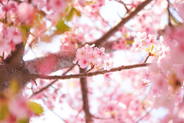 Obraz premium 桜