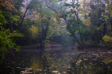 misty pond in forest