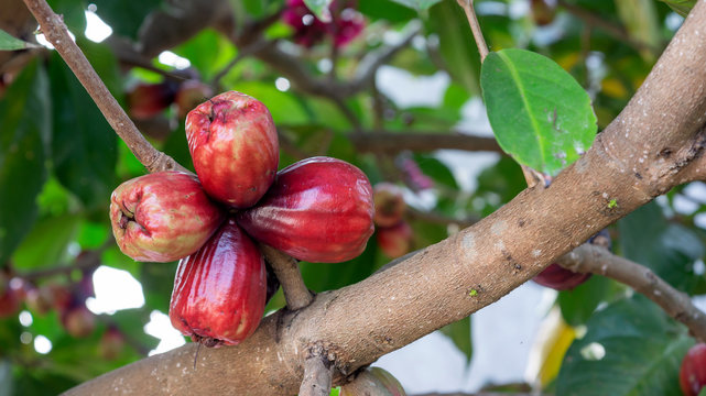 Red pomerac rose apple fruit in an orchard.