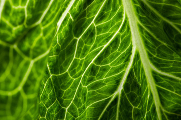 green texture leaf