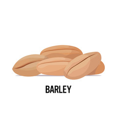 barley seeds organic healthy vegetarian food on white background vector illustration