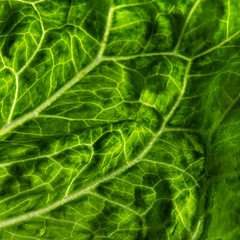 Abstract closeup photo of green texture