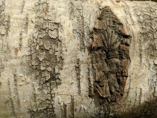 Birch bark texture
