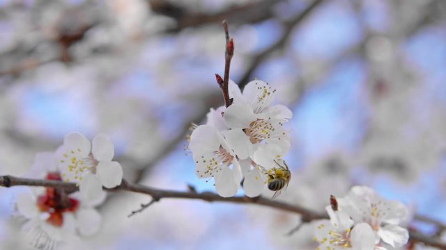 Bee on apricot tree flower collect pollen in slow motion. Spring and bloosom nature scene.