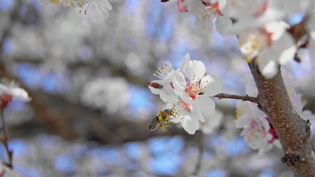 Bee on apricot tree flower collect pollen in slow motion. Spring and bloosom nature scene.