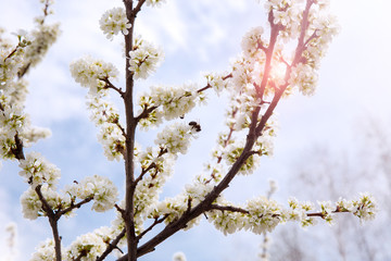 Blooming gardens and trees in spring. Branches of plum blossom against the blue spring sky. The concept of spring , ecology, fresh air and seasons.