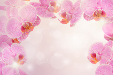 Pink orchid flowers at a pink background with bokeh and bright light