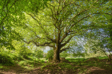Fototapeta na wymiar Large pretty old maple tree in a rural landscape