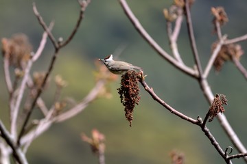 Crowned thrush bird (Yuhina brunneiceps) is endemic to Taiwan